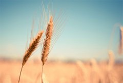 “互联网+”背景下我国农业B2B发展研究